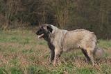 CAO ESTRELA 039